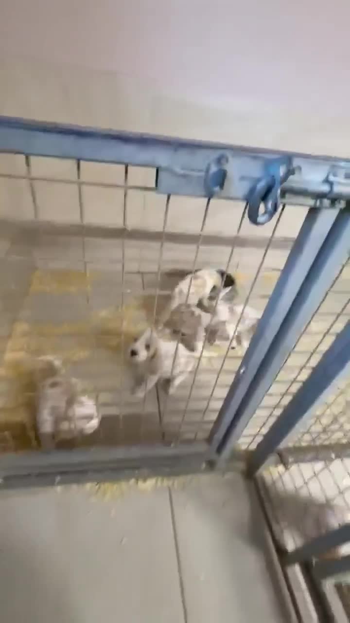 Beagle dogs for sale: BEAUTIFUL KC REG PUPPIES - Video 2