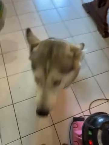 Utonagan dogs for sale: 🐾 Beautiful 2-Year-Old Husky A Wonderful Girl - Video 1
