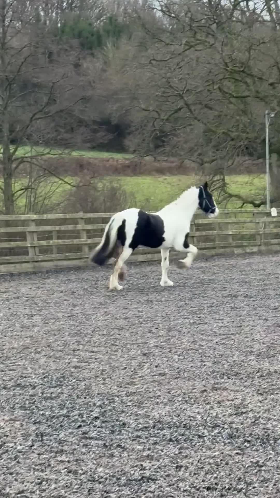 Irish Cob horses for sale: Ride and drive gelding  in Hereford - Video 5