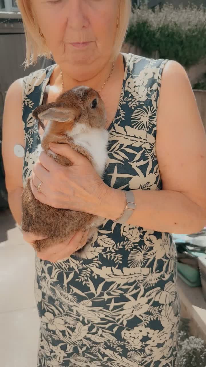 Netherland Dwarf rabbits for sale: Netherlands dwarf girl  - Video 1