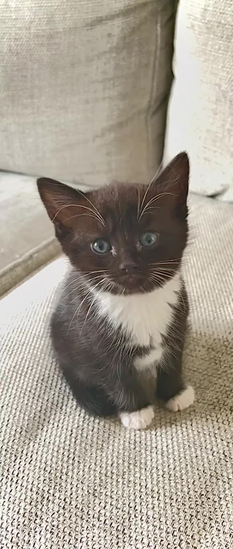 Mixed Breed cats for sale: Delightful mix-breed Siamese-black tabby-kittens - Video 1