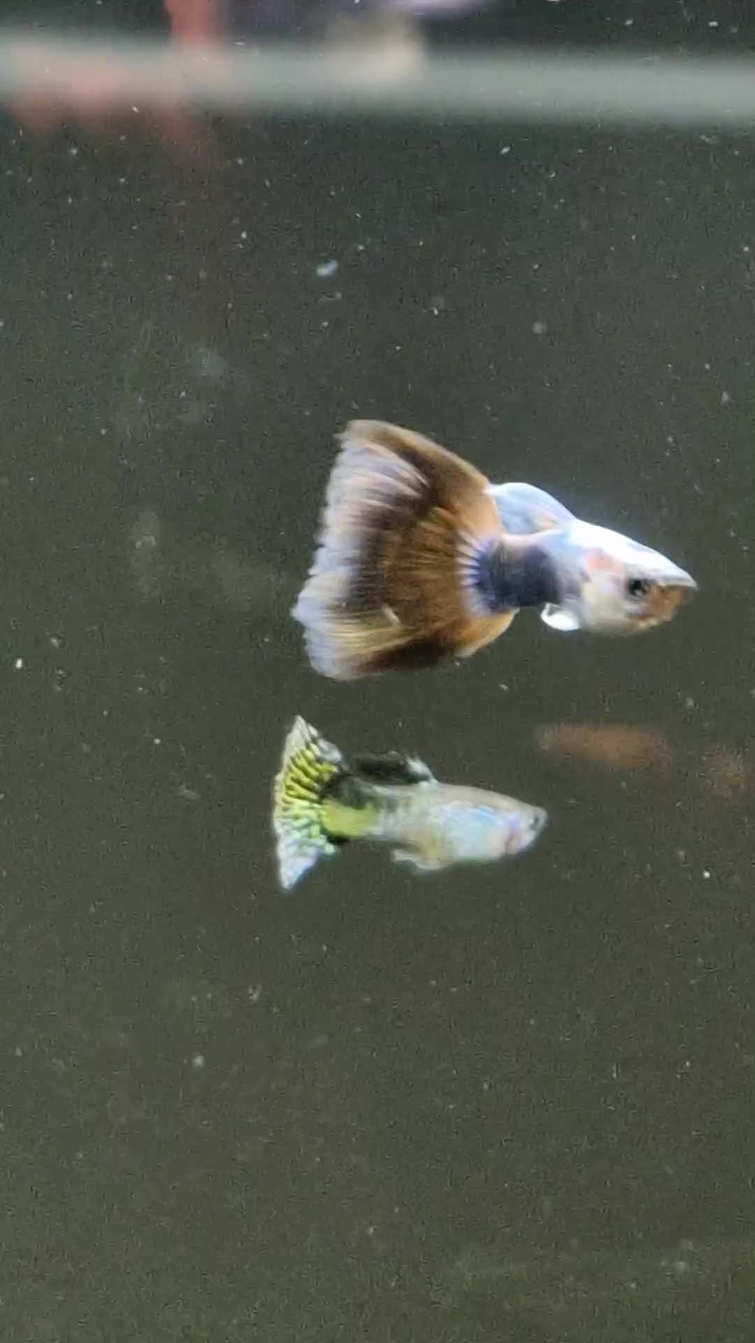 Live Bearers fish for sale: GUPPIES X4 in Basingstoke - Video 4