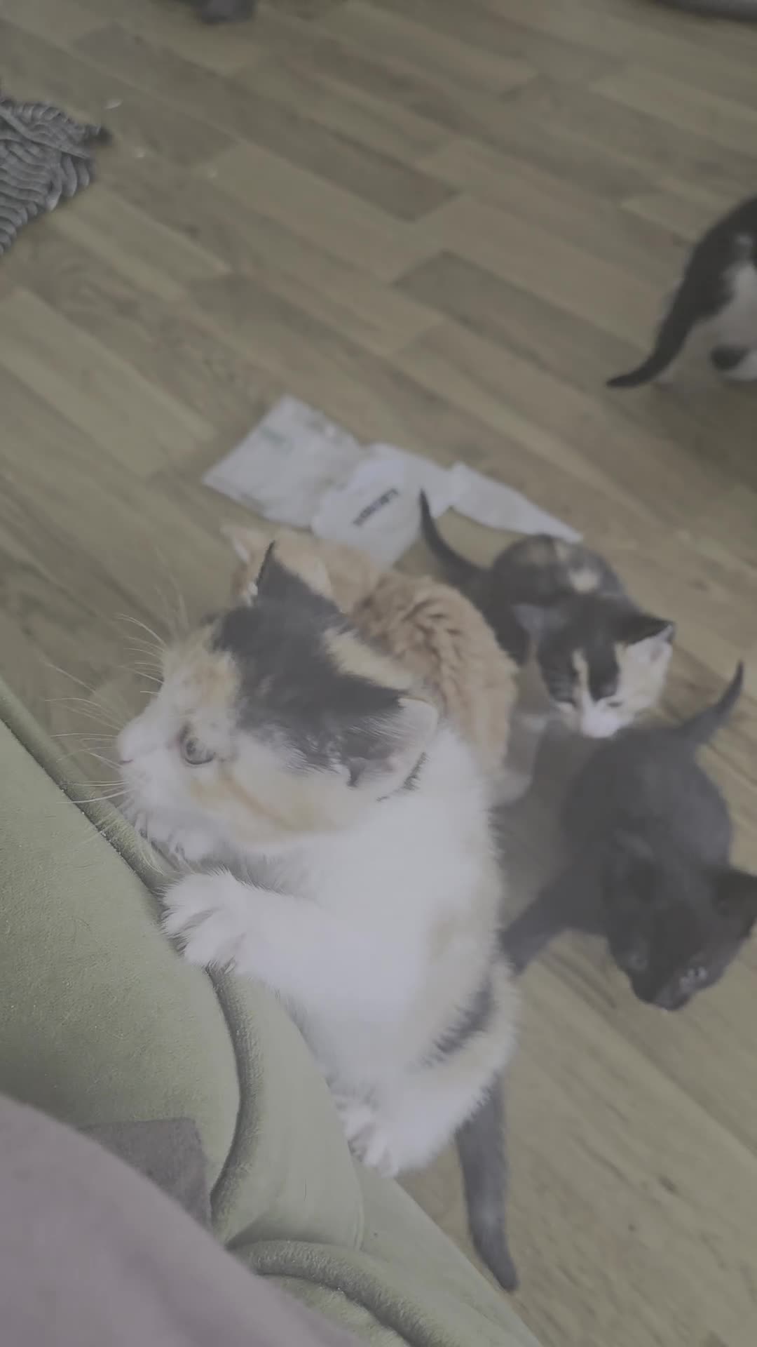 British Longhair cats for sale: Long haired kittens  in Waterlooville - Video 1