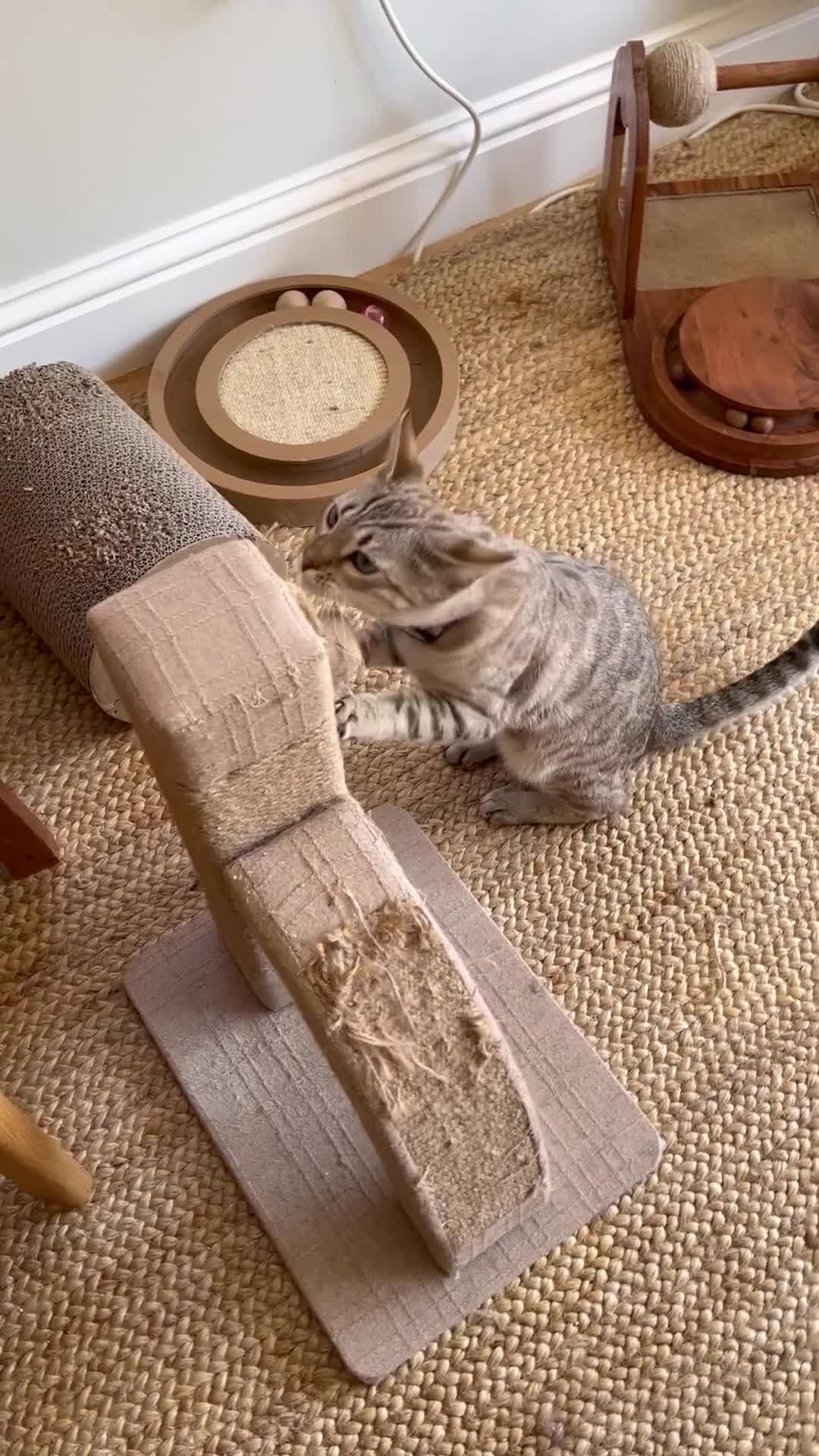 Bengal cats for sale: LaRusso–Stunning Young Snow Bengal w/ Blue Eyes - Video 2