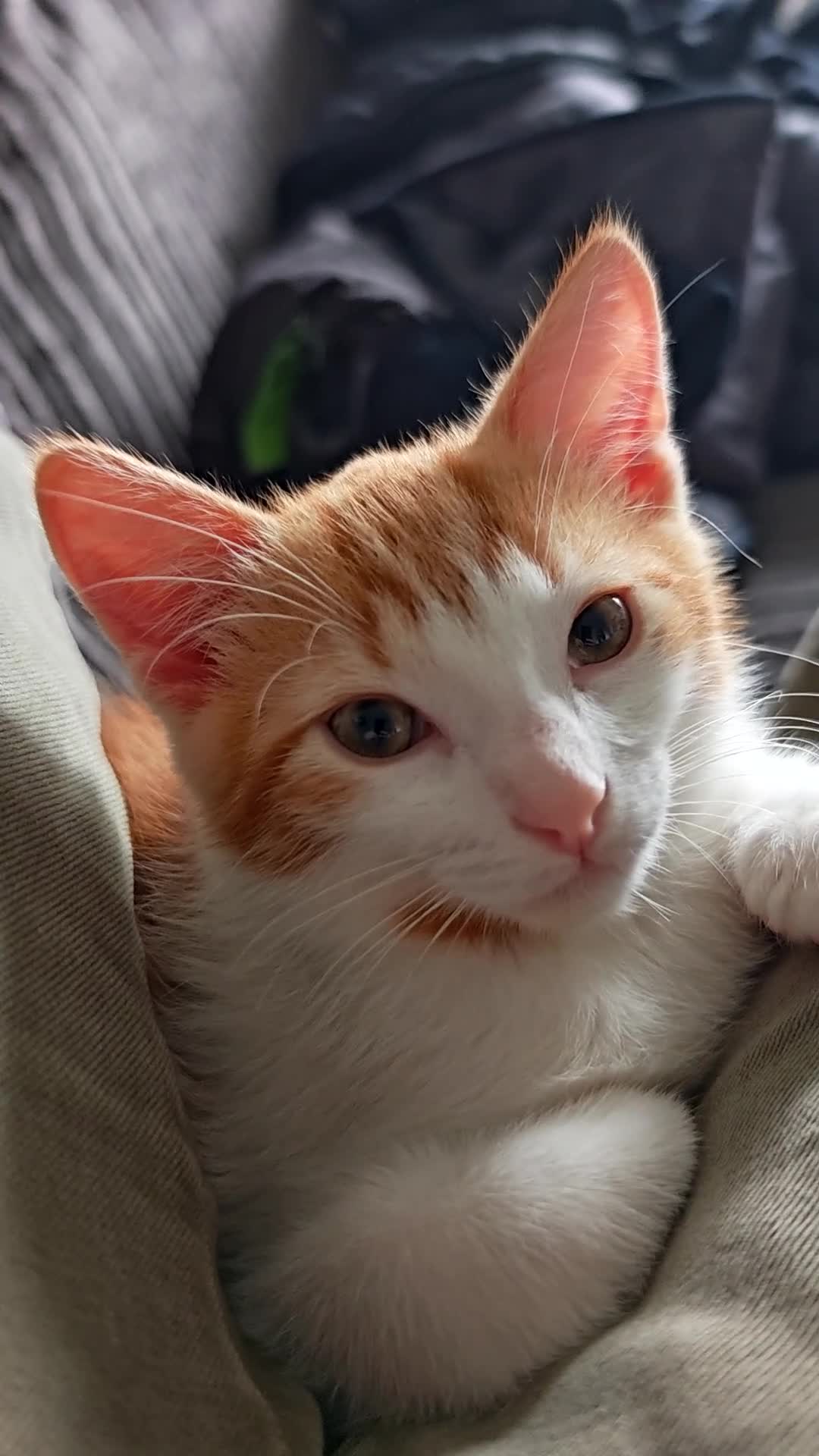 Mixed Breed cats for sale: Very friendly little girl  - Video 1