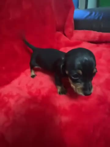 Miniature Dachshund dogs for sale: 3 Mini Minature Dachshunds - Video 5