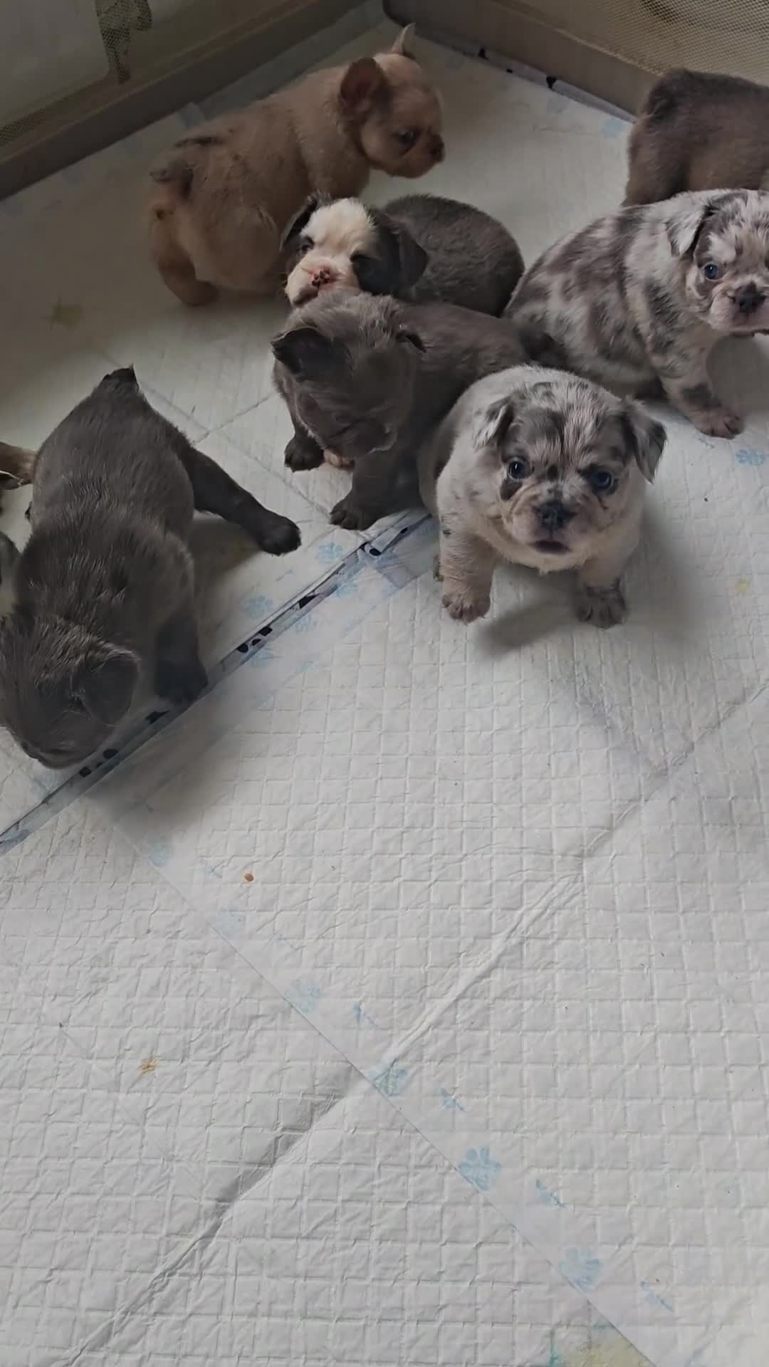 French Bulldog dogs for sale: Fluffy French Bulldogs - Video 1