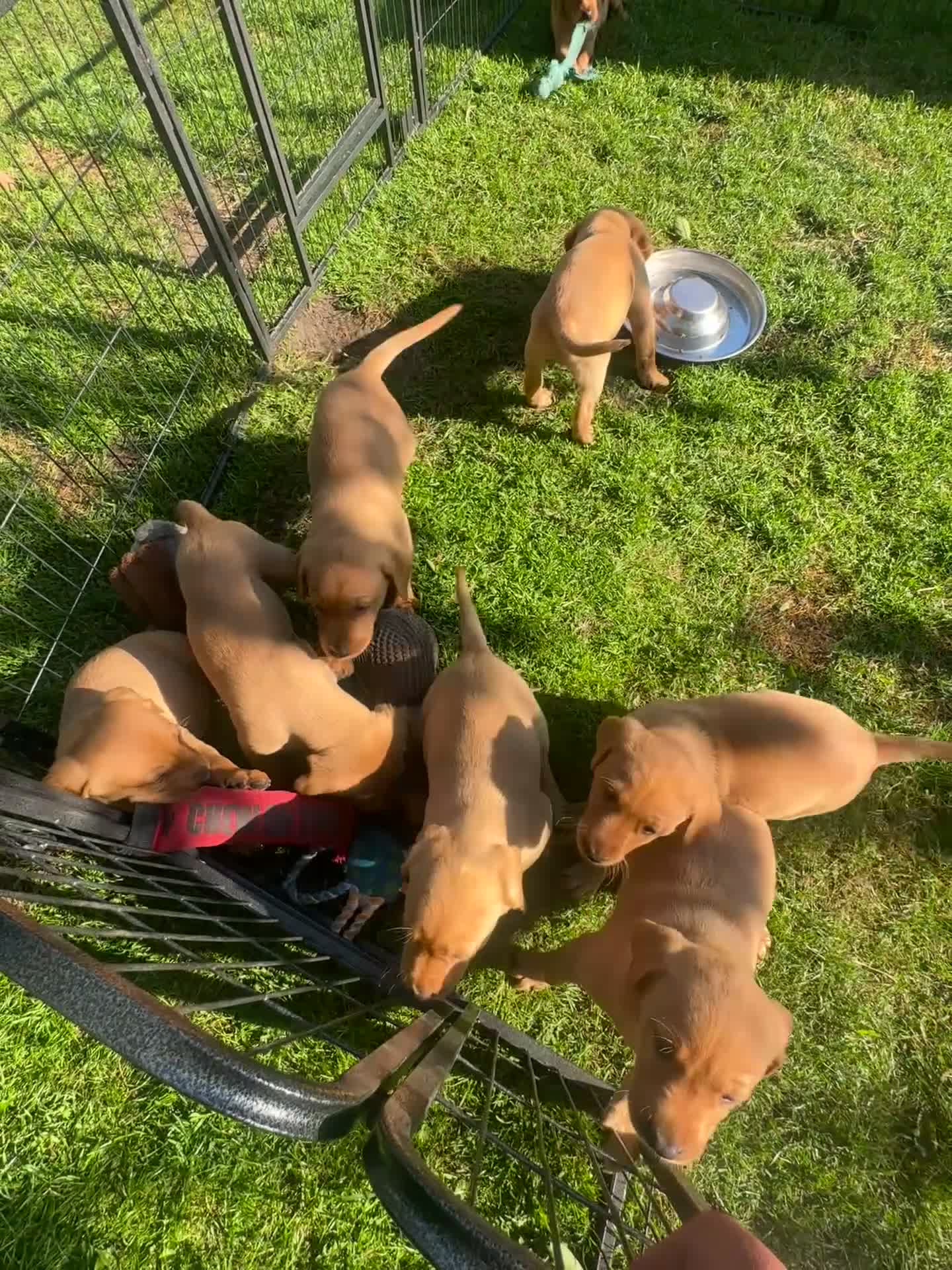 Labrador Retriever dogs for sale: Fox red Labrador  in Beccles - Video 1