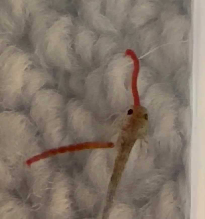 Axolotl reptiles for sale: Axolotl Babies - updated pictures!!  - Video 3