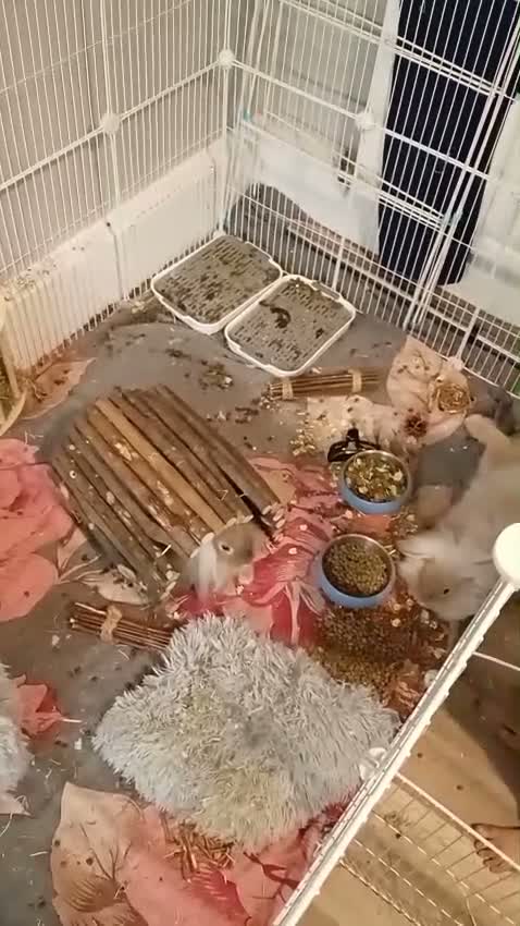 Angora rabbits for sale: 2 male English angora rabbits  in Oldham - Video 1