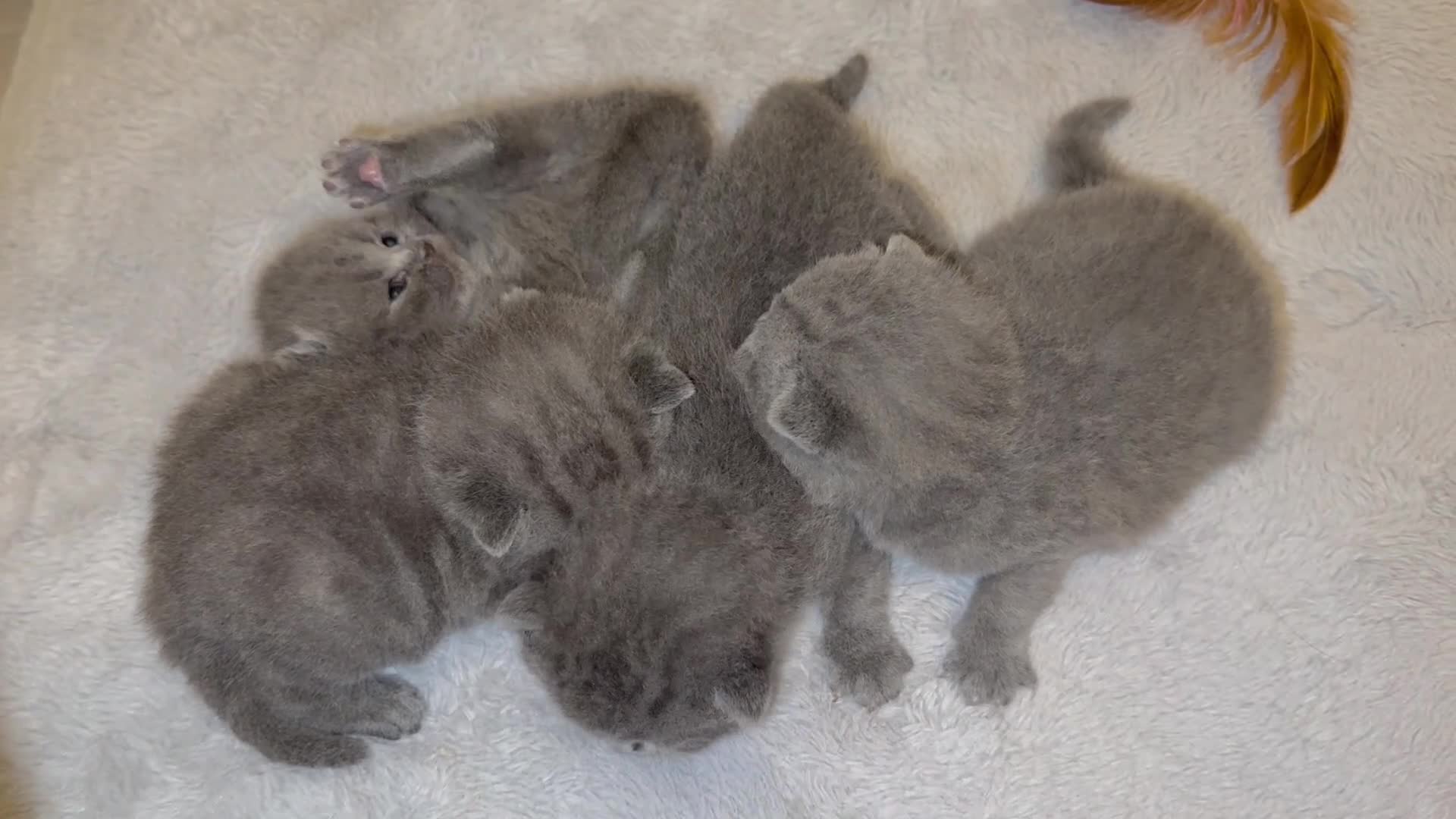 British Shorthair cats for sale: ✨British Shorthair GCCF 5 generation Pedigree✨ - Video 1