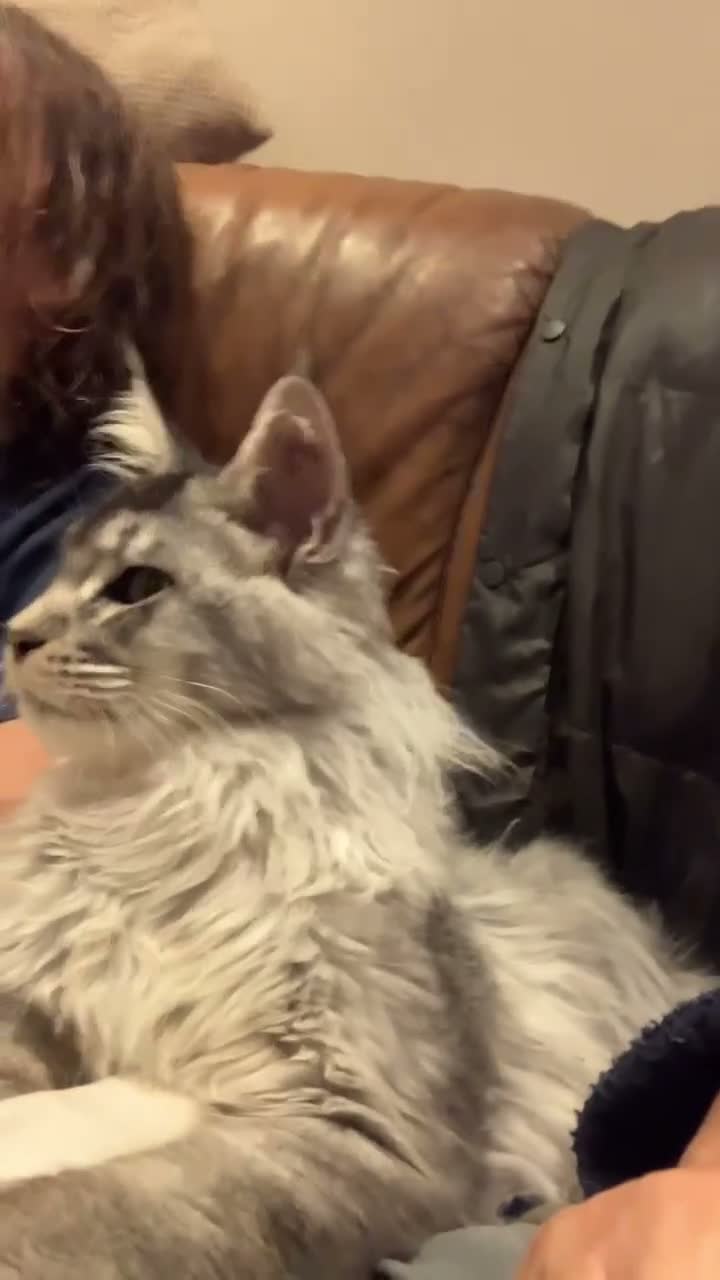 Maine Coon cats for sale: POLYDACTYL MAINE COON KITTENS - Video 1