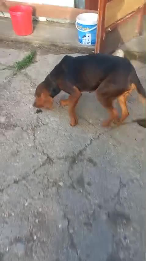 Mixed Breed dogs for adoption: RUNA - a Superb girl, for a Loving Home - Video 1