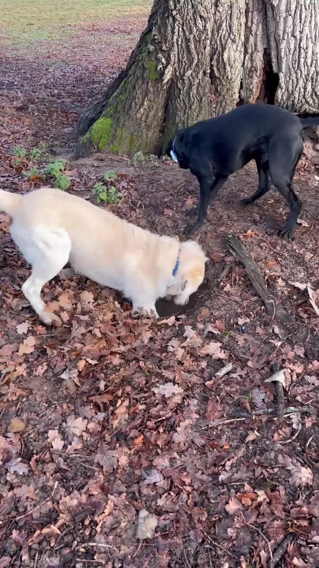 Labradoodle dogs for stud: Doodle Stud Dog with impeccable temperament  - Video 1