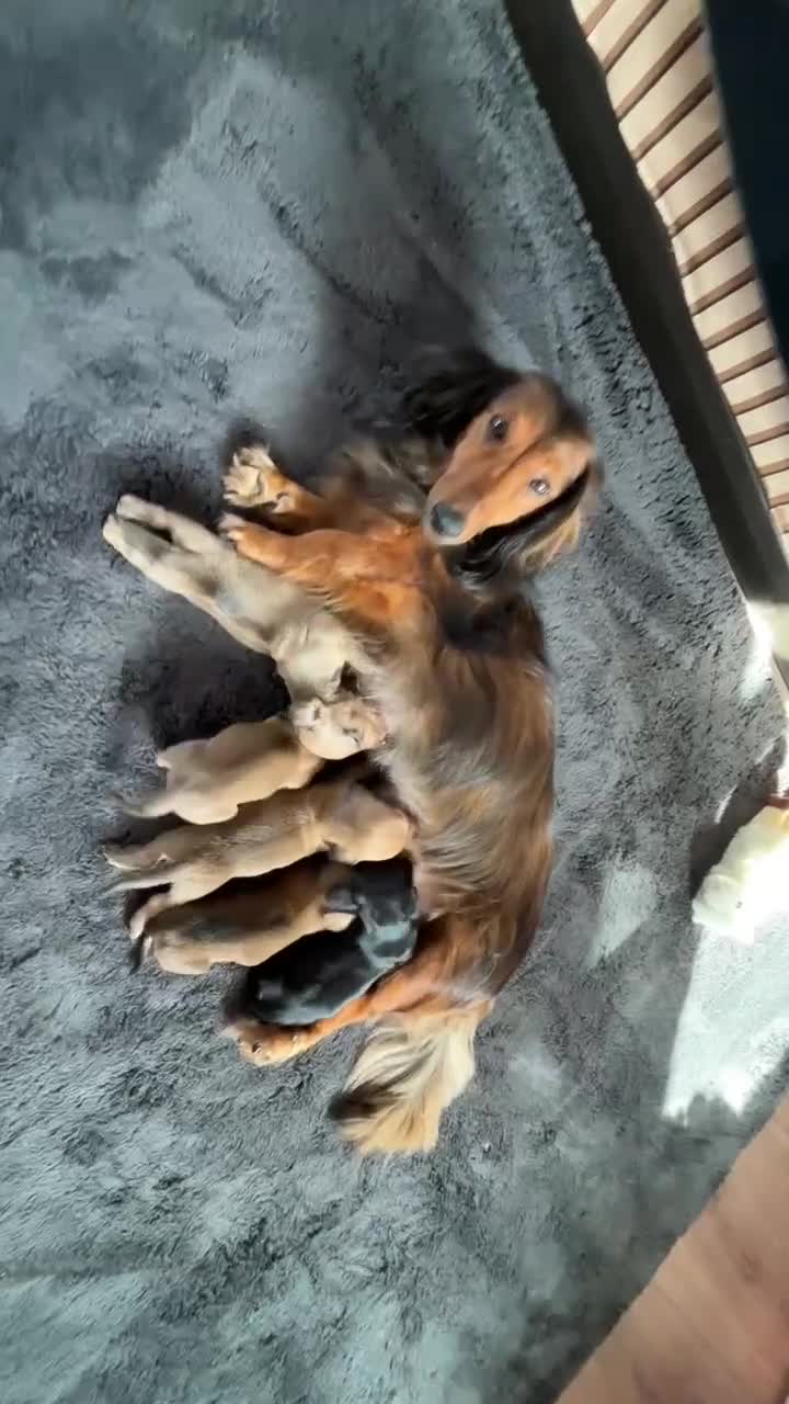 Dachshund dogs for sale: Beautiful dachshund puppies - Video 2