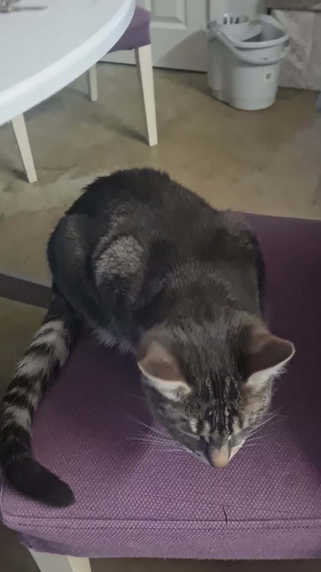 Domestic Shorthair cats for sale: Excellent home wanted for my cats - Video 1