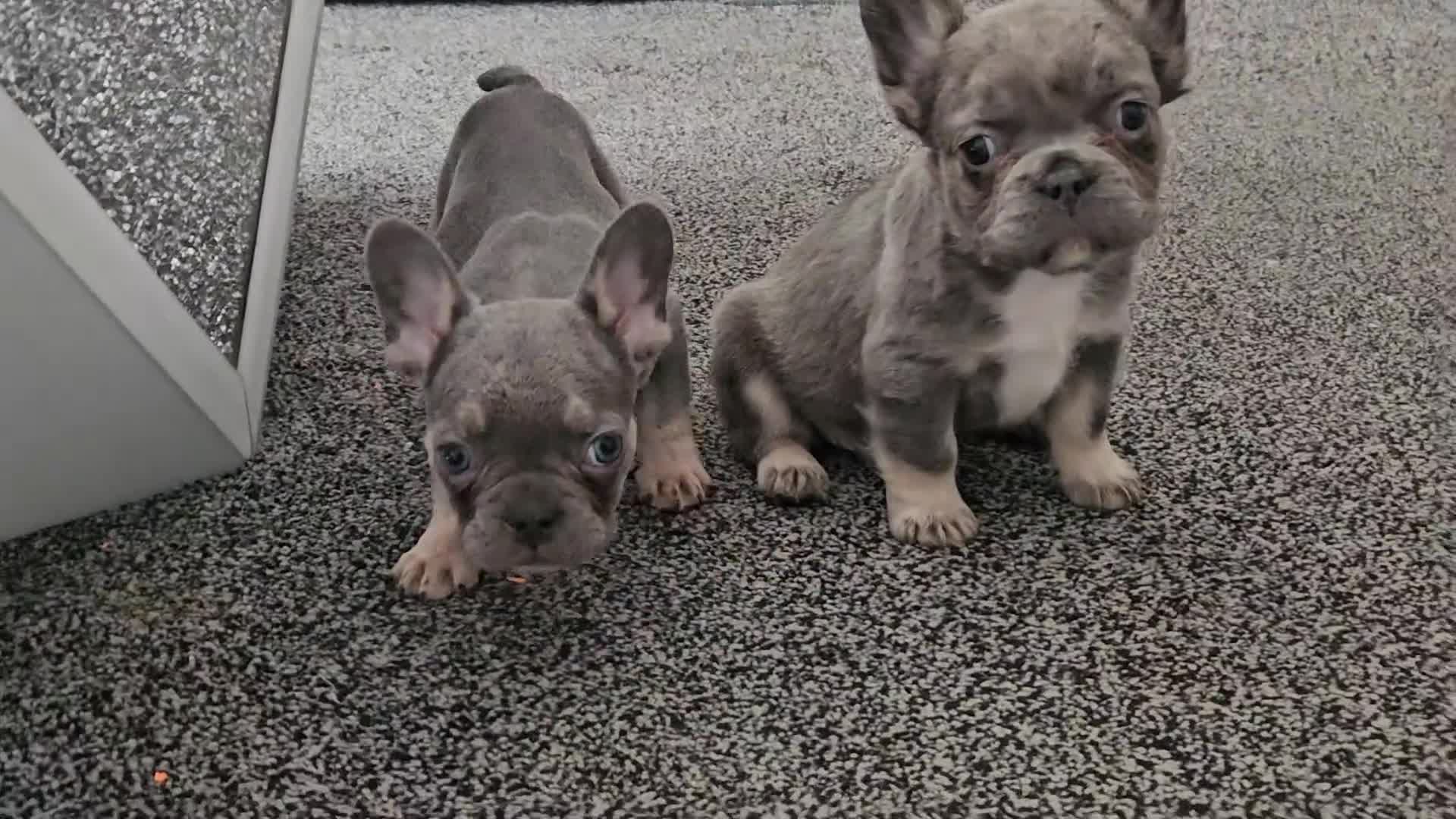 French Bulldog dogs for sale: 2 adorable french bulldogs - Video 1