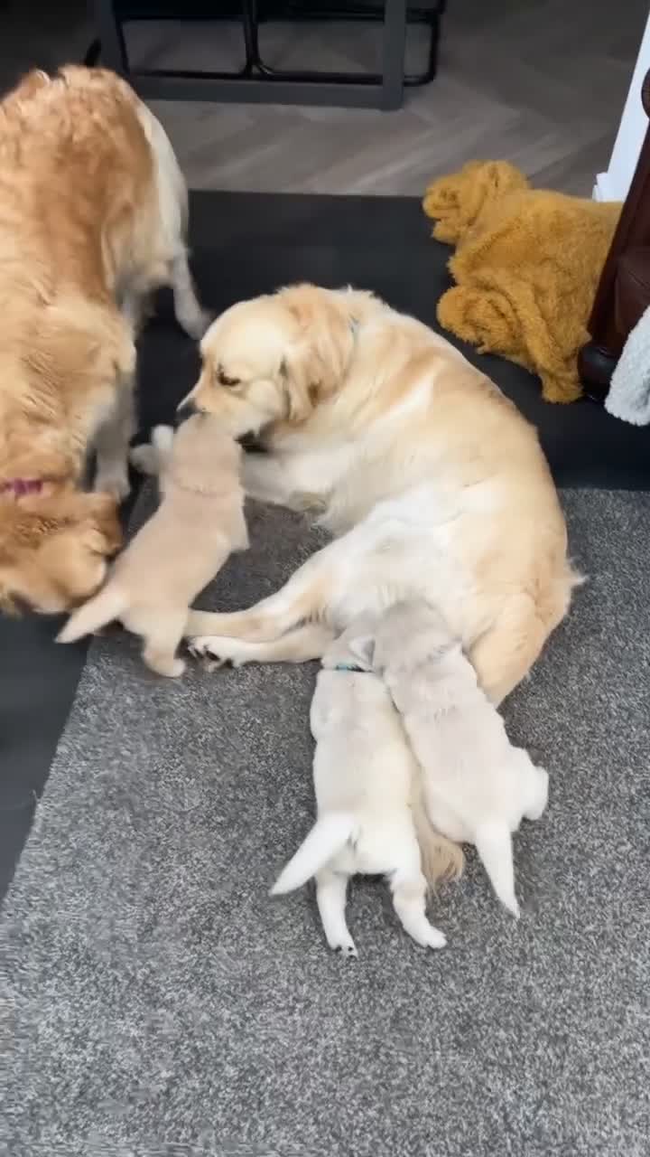 Golden Retriever dogs for stud: STUD - KC Registered - Golden Retriever  in Bishop Auckland - Video 1