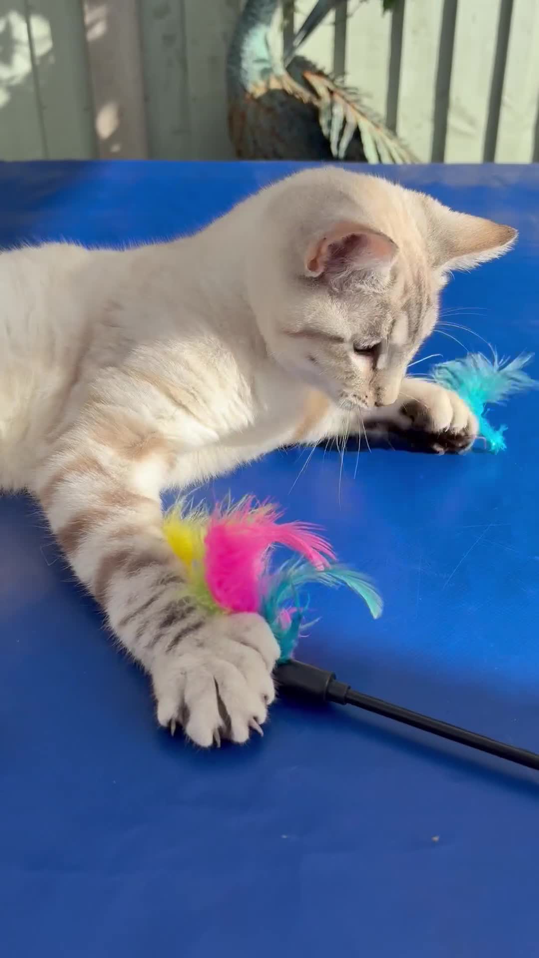 Keetso cats for sale: Gorgeous keetso female  - Video 1