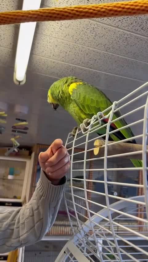 Parrots birds for sale: Yellow Headed 6 year old Amazon Parrot  - Video 1