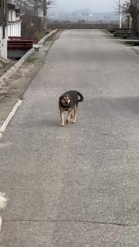 Mixed Breed dogs for adoption: 🐾 Meet LUPA – Your Loyal Shadow in the Making 💛 - Video 1