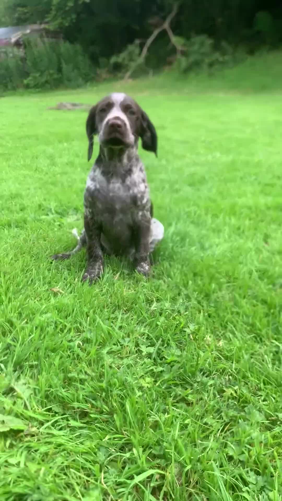Mixed Breed dogs for sale: GSP X Springer pups (3 left) Northern Ireland  - Video 1