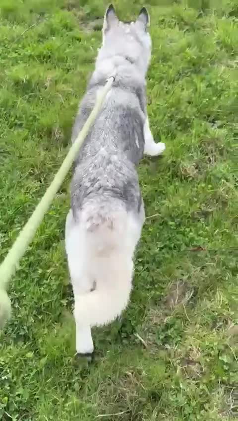 Siberian Husky dogs for adoption: Lady  in Swindon - Video 1