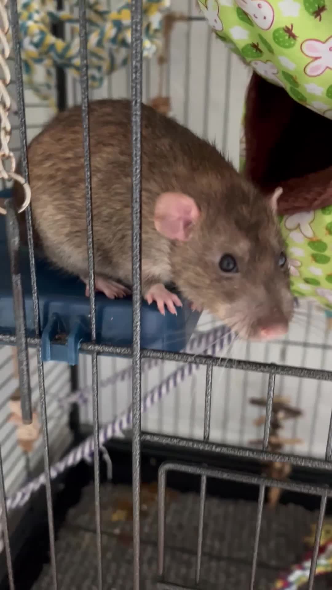 Rat rodents for sale: 4 Male rats + Cage (negotiable price)  - Video 2