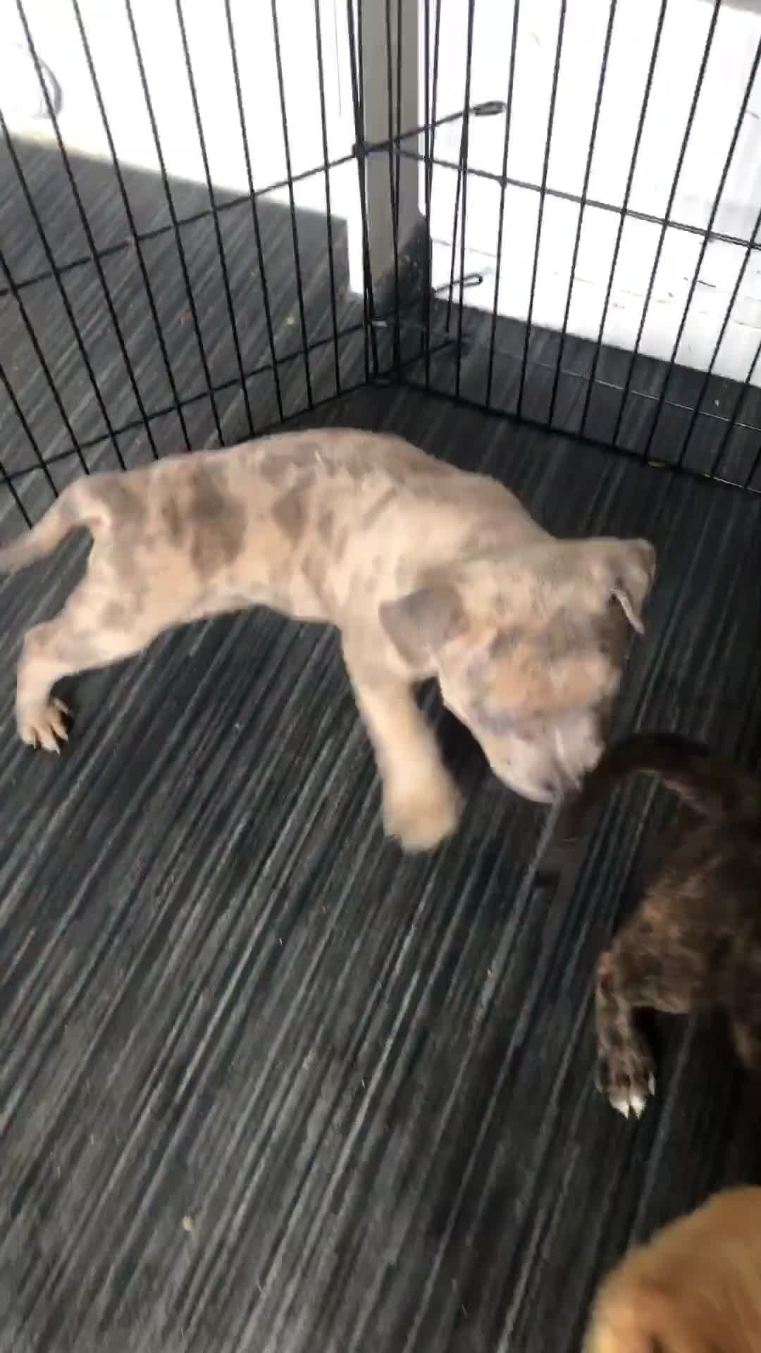 Mixed Breed dogs for sale: Pocket/staff pups  - Video 1