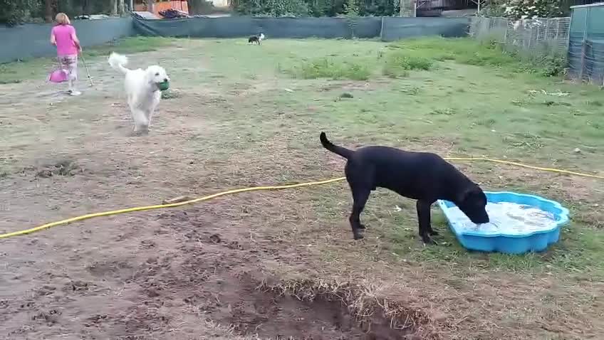 Mixed Breed dogs for adoption: 🖤MEET JOJO🖤 a Superb big Girl for a Loving Home - Video 3