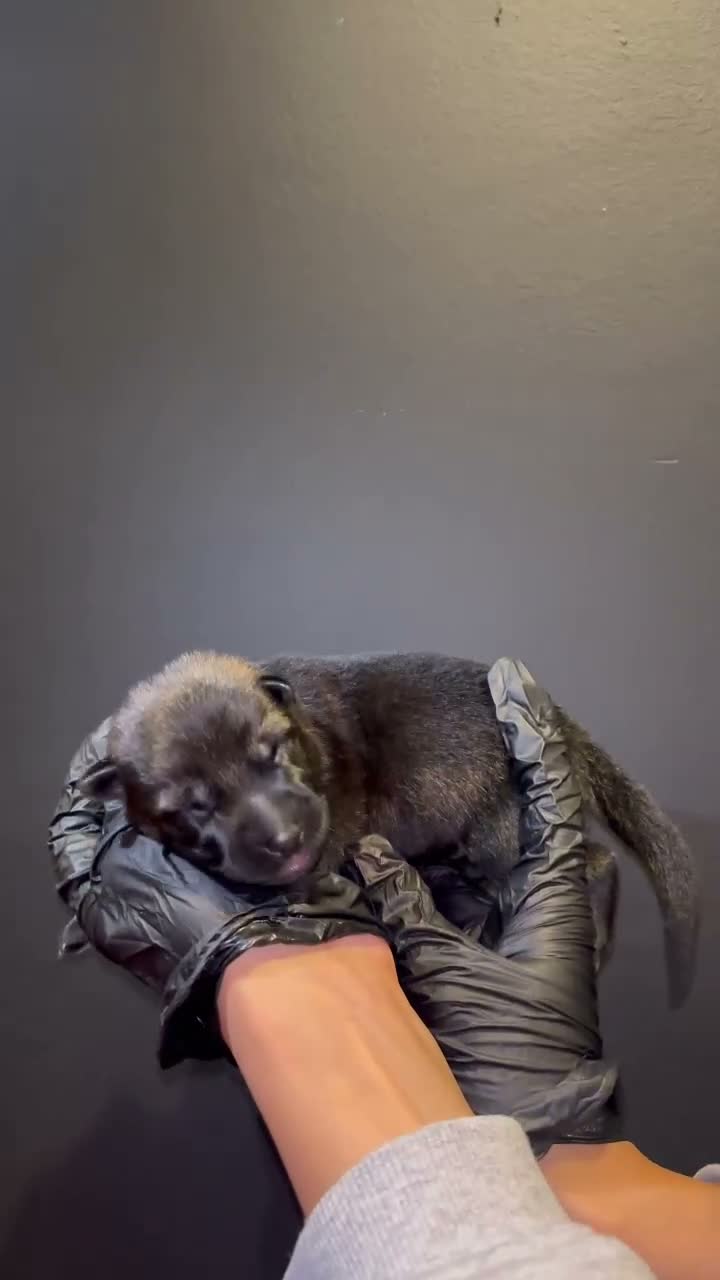 German Shepherd dogs for sale: Elite working line puppies. Repeat breeding! - Video 1