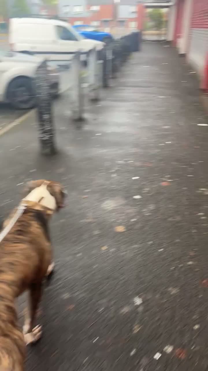 American Bulldog dogs for sale: American bulldog in Liverpool - Video 2