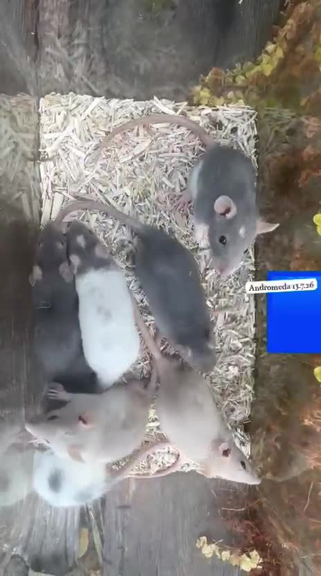 Rat rodents for sale: Baby full size and dwarf rats for sale Sheffield - Video 3