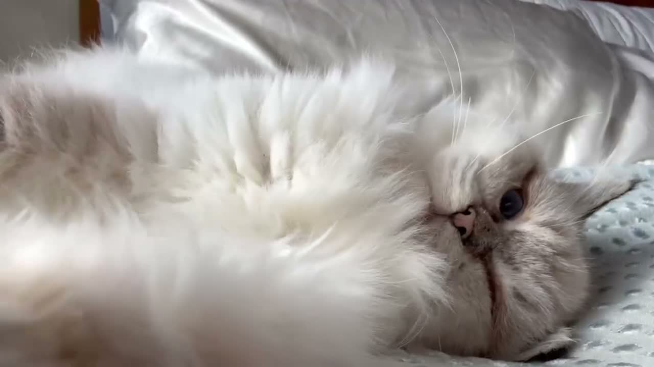 Ragdoll cats for sale: Beautiful, Adorable & Friendly Ragdoll Kitten  - Video 1