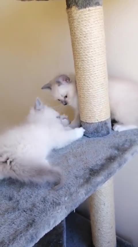 Ragdoll cats for sale: Ragdoll kittens  - Video 1