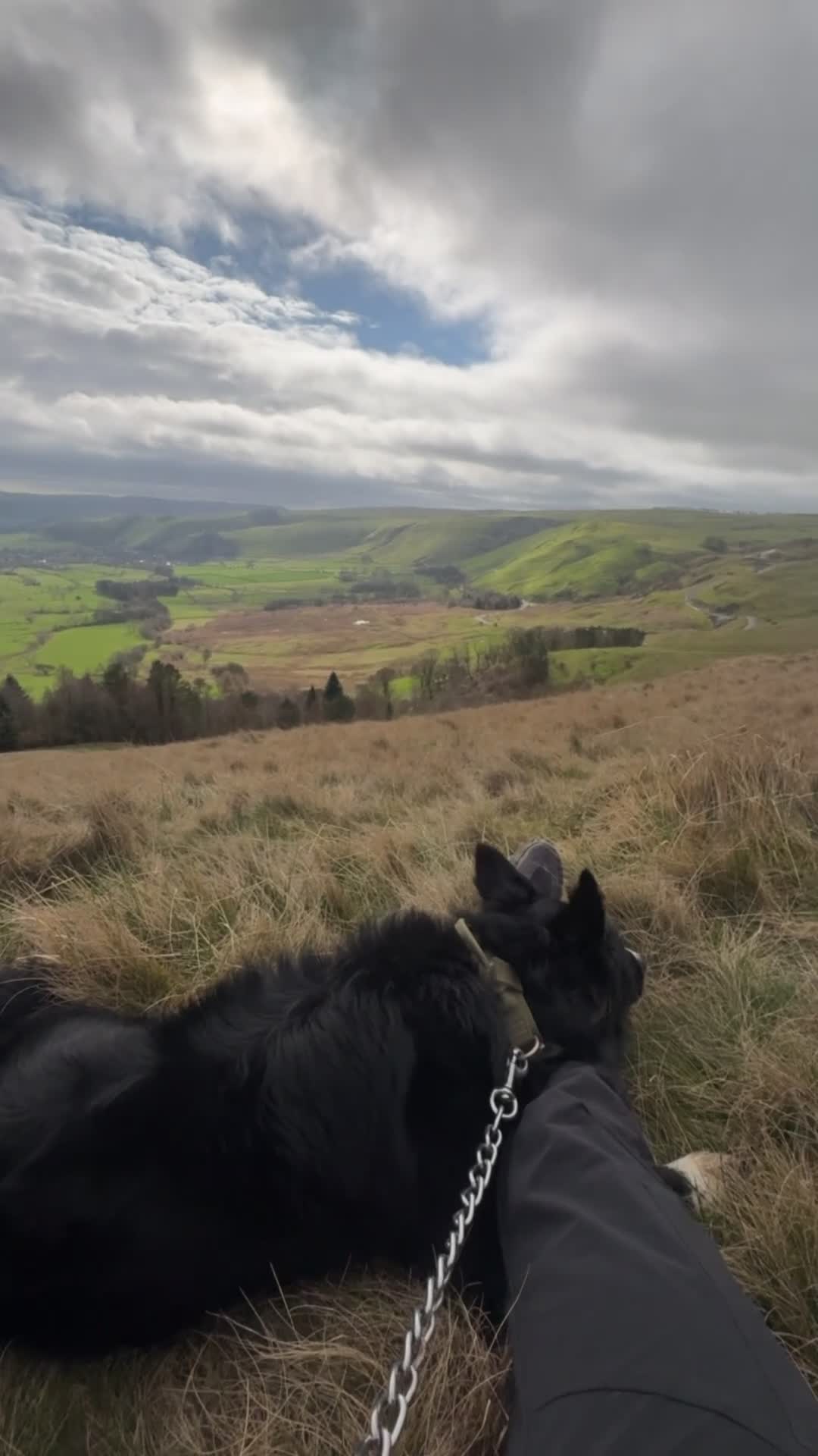 Border Collie dogs for sale: Max - boarder collie  in Sale - Video 1