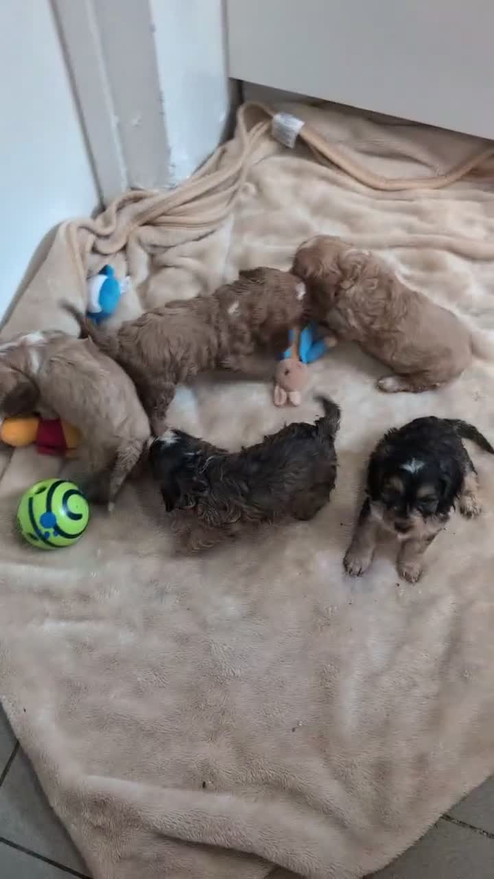 Cockapoo dogs for sale: Show Type Cockapoo Puppies DNA clear  - Video 4