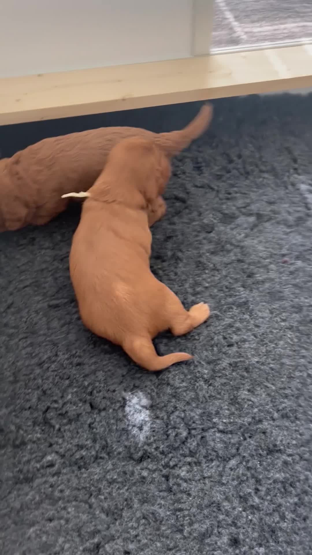 Cavapoo dogs for sale:  ⭐️Precious cavapoos F1B⭐️ in Maryport - Video 1