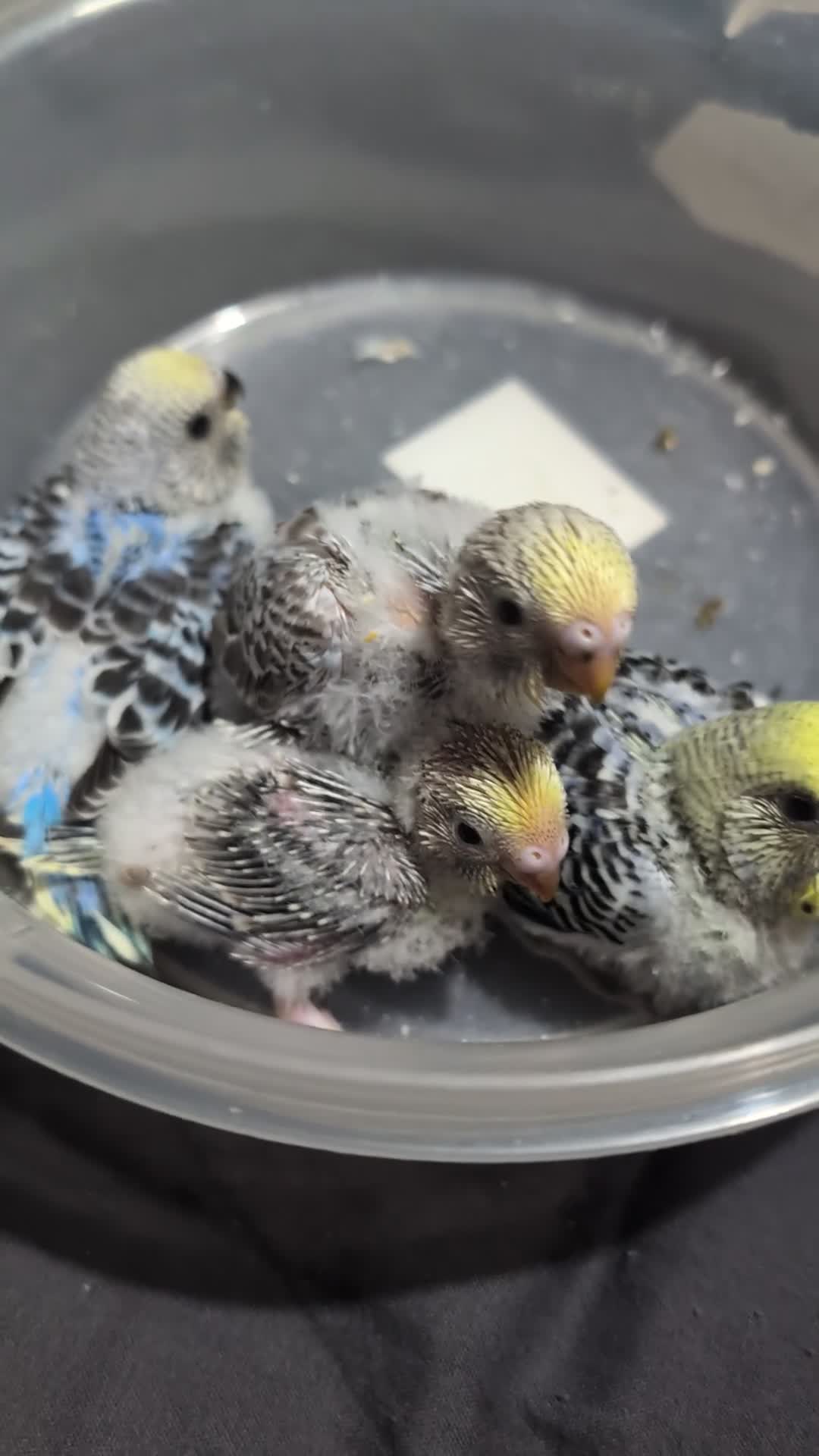 Budgerigars birds for sale: Baby budgies  - Video 1
