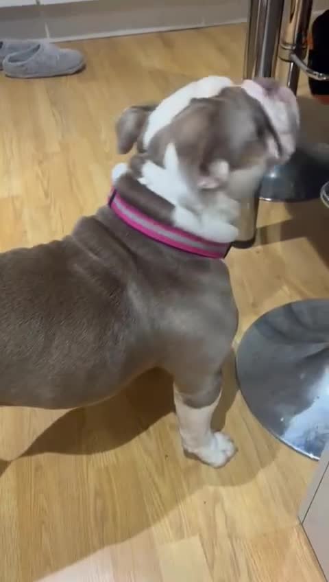 English Bulldog dogs for sale: Beautiful Dolly Looking for a Loving New Home - Video 1