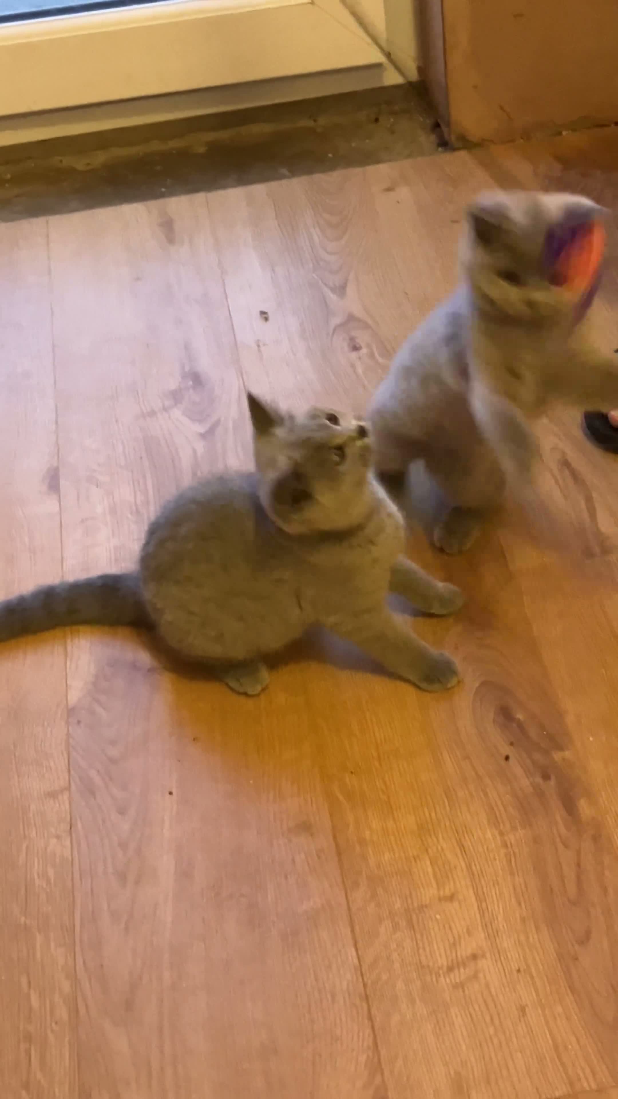 British Shorthair cats for sale: 🌟GCCF BSH 🏆Champion Bloodline 🌟5-Gen Pedigree🌟 - Video 1