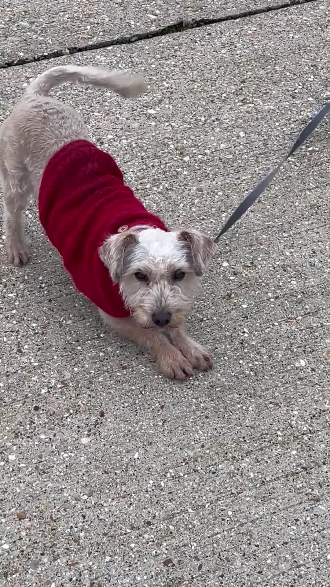 Mixed Breed dogs for sale: Terrier cross cockatoo - Video 1