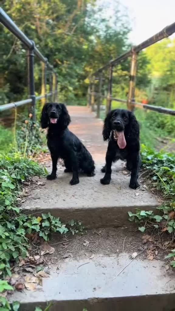 Cocker Spaniel dogs for sale: Ready 4th Dec Working Cocker Spaniel - Video 1