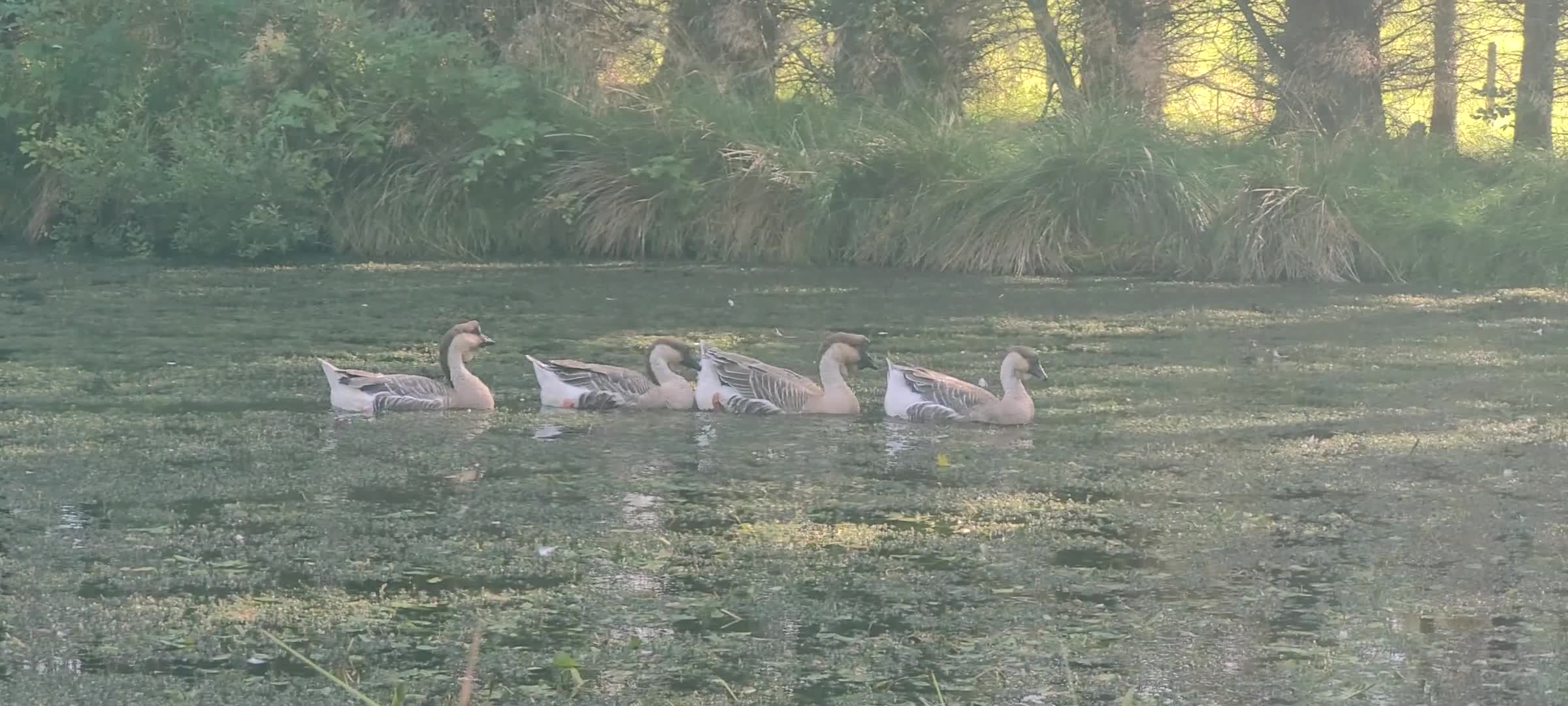 Geese poultry for sale: 2 Unrelated Pairs of Rare African Geese - Video 1