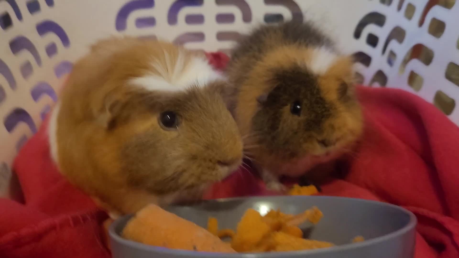 Guinea Pig rodents for sale: 2 male Guinea Pigs in Shepton Mallet - Video 1