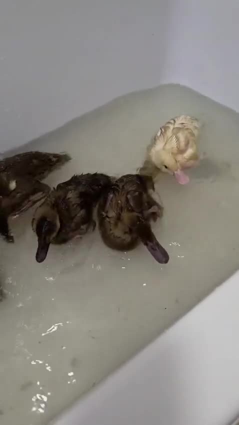 Ducks poultry for sale: Mixed Breed Ducklings - Video 2