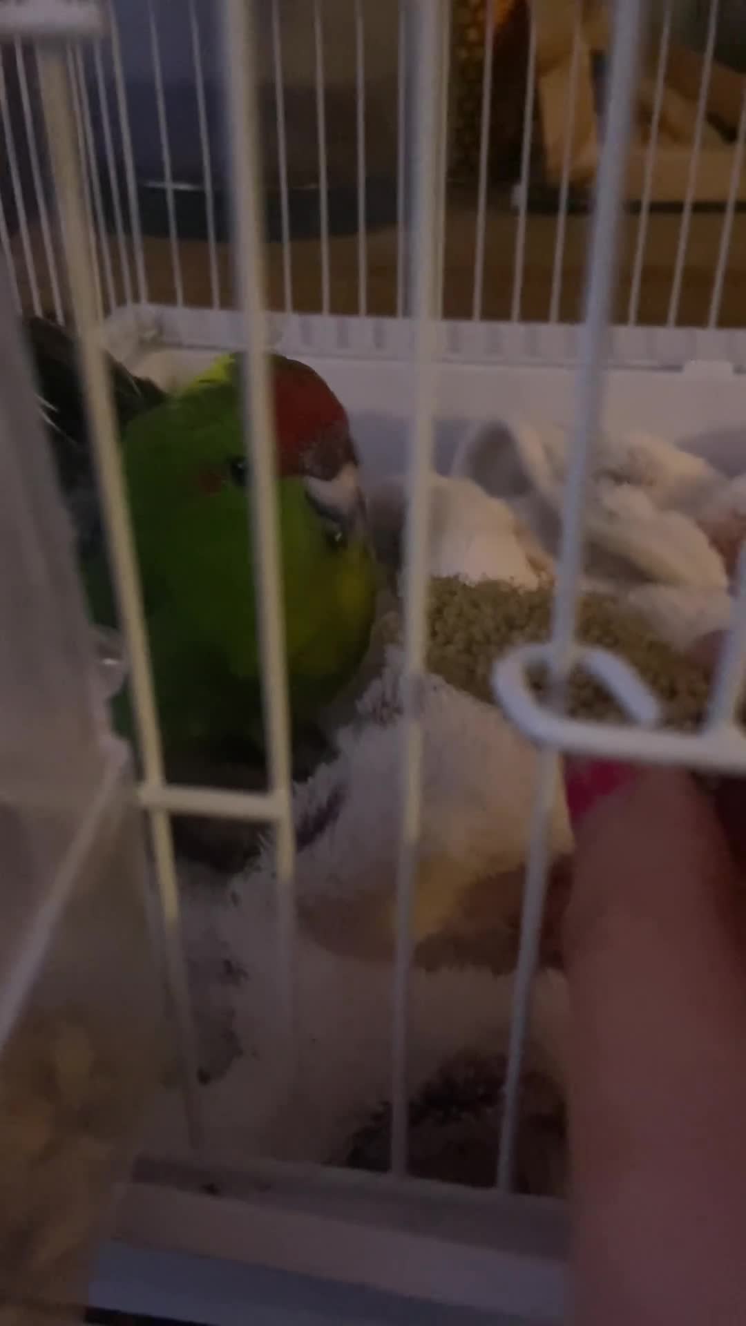 Parakeets birds for sale: Kakariki parakeet for sale  - Video 1