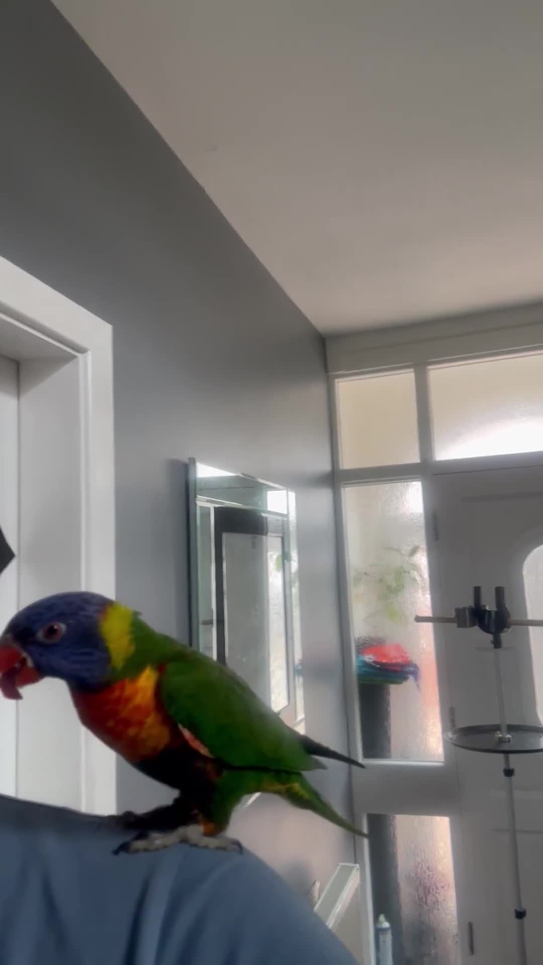 Lorikeets birds for sale: Rainbow Lorikeet + Cage  - Video 4