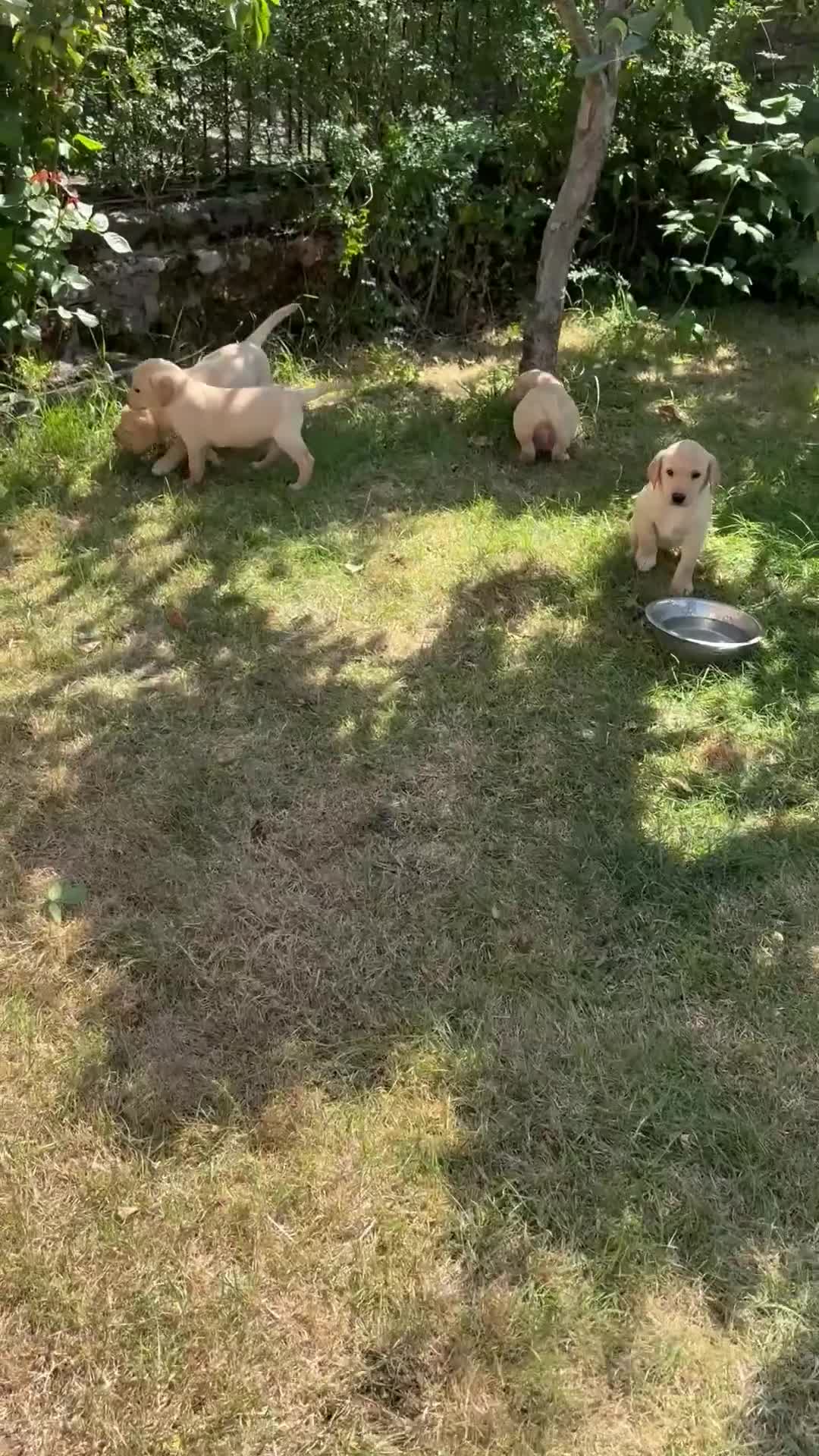Labrador Retriever dogs for sale: Gorgeous KC Reg Labrador puppies - Video 2