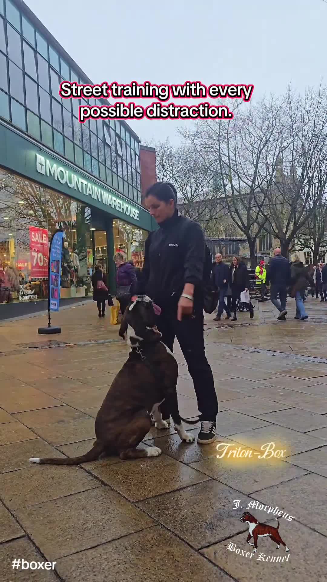 Boxer dogs for stud: 100% pure German Boxers in Norwich - Video 3